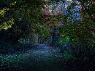 Path Into the Quiet Autumn Woods © Noboru YamaTsuri