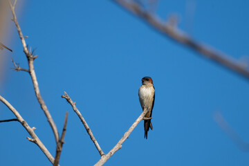 Obraz premium A Red rumped swallow resting on a bare, thin branch. The bird set against a vast, vibrant blue sky, perfect for nature and wild life theme.