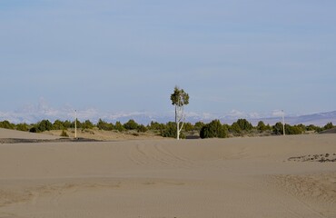 Scene at St Anthony Sand dunes Idaho. Natural wonder sen for miles with mountain backdrop. Trees dotted around the dunes. © Joseph