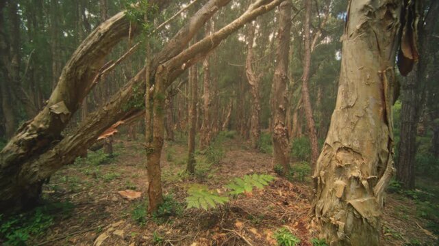 Mossy birch grove at dusk, peeling bark and leaf litter, soft fog filtering warm light, quiet undergrowth and twisted trunks for ranger patrol or nature documentary scenes