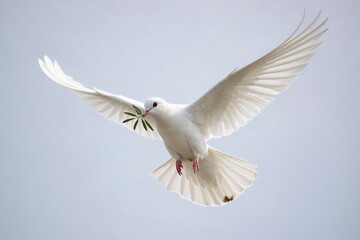 Obraz premium symbol of peace, a white dove with a green olive branch is flying in a clear sky, evoking peace and freedom