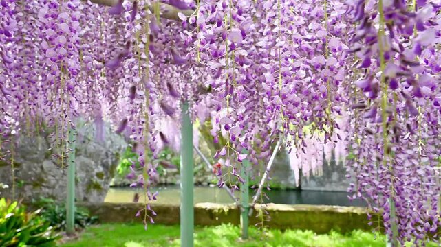春の絶景(藤の花クローズアップ)
「見上げれば、そこは別世界。藤に包まれるひととき。」
大分市(西寒多神社)
A breathtaking spring scene (close-up of wisteria blossoms)
"Look up, and you're transported to another world. A moment enveloped in wisteria."