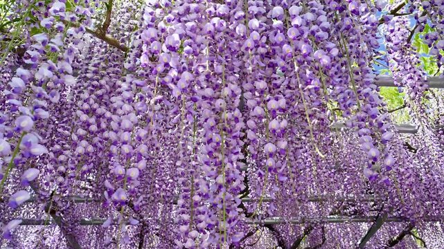 春の絶景(藤の花クローズアップ)
「圧倒的なスケール感。330平方メートルに広がる藤棚の神秘。
大分市(西寒多神社)
A breathtaking spring scene (close-up of wisteria blossoms)