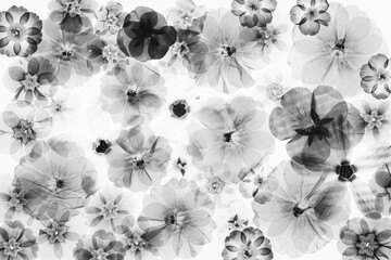 Prasowane kwiaty w stylu rentgenowskim – czarno-biała kompozycja botaniczna © Elżbieta Kaps