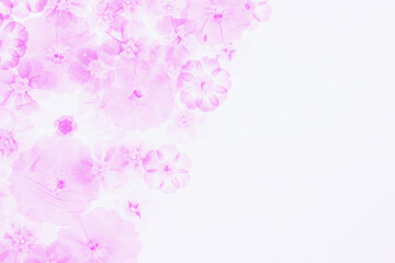 Delikatne różowe kwiaty z miejscem na tekst – pastelowe tło botaniczne © Elżbieta Kaps