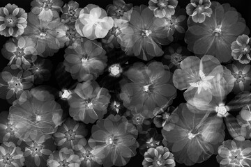 Prasowane kwiaty w stylu rentgenowskim – czarno-biała kompozycja botaniczna © Elżbieta Kaps