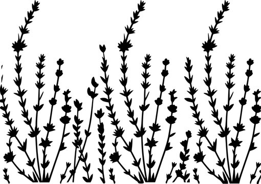 Black silhouette of lavender stalks with small buds against a white background plant
