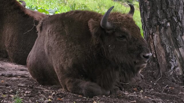 European bisons or Bison bonasus lies under a tree in Altai natural environment. Slow motion video.