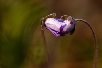 Przylaszczki w lesie w porannej rosie – wiosenne kwiaty w naturalnym świetle © Elżbieta Kaps