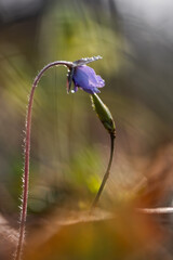 Przylaszczki w lesie w porannej rosie – wiosenne kwiaty w naturalnym świetle © Elżbieta Kaps