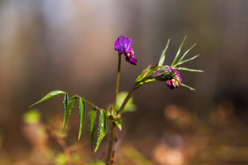 Delikatne dzikie kwiaty w lesie o poranku – wiosenna natura i świeżość © Elżbieta Kaps