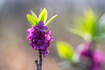 Wiosenne kwiaty w ciepłym porannym świetle, naturalna fotografia przyrodnicza © Elżbieta Kaps