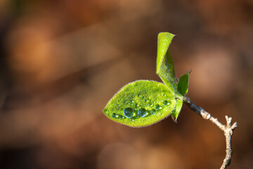 Małe wiosenne liście z kroplami rosy na rozmytym tle – świeżość natury © Elżbieta Kaps