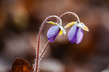 Przylaszczki w lesie w porannej rosie – wiosenne kwiaty w naturalnym świetle © Elżbieta Kaps