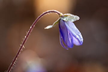 Przylaszczki w lesie w porannej rosie – wiosenne kwiaty w naturalnym świetle © Elżbieta Kaps