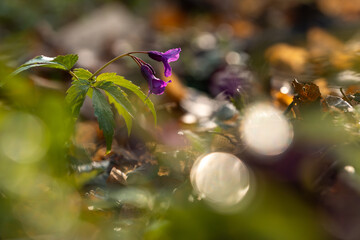 Dzikie wiosenne kwiaty w lesie – naturalna roślinność i spokojny klimat © Elżbieta Kaps