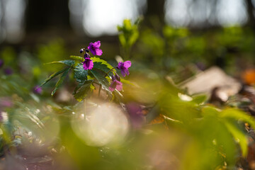 Dzikie wiosenne kwiaty w lesie – naturalna roślinność i spokojny klimat © Elżbieta Kaps