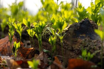 Wiosenne kwiaty w ciepłym porannym świetle, naturalna fotografia przyrodnicza © Elżbieta Kaps