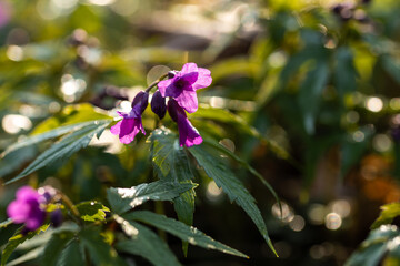 Dzikie wiosenne kwiaty w lesie – naturalna roślinność i spokojny klimat © Elżbieta Kaps
