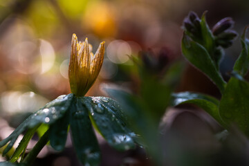 Liście rannika z rosą w lesie – przekwitnięte kwiaty w porannym świetle © Elżbieta Kaps