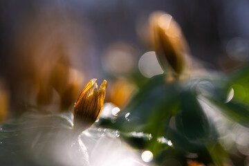 Liście rannika z rosą w lesie – przekwitnięte kwiaty w porannym świetle © Elżbieta Kaps