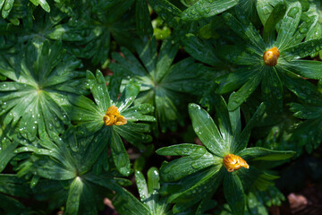 Dziko rosnący rannik wiosenny – liście rannika i rosa w naturalnym środowisku leśnym © Elżbieta Kaps