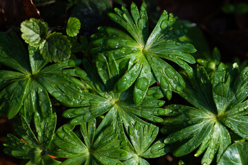 Dziko rosnący rannik wiosenny – liście rannika i rosa w naturalnym środowisku leśnym © Elżbieta Kaps