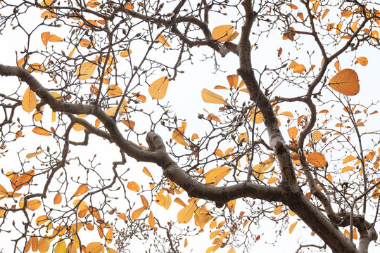 晩秋の木蓮の葉　