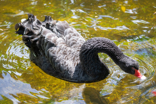 A beautiful black swan (Cygnus atratus) swimming and feeding in a clear pond, showcasing its elegant feathers and red beak.