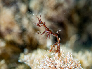Stegosaur Skeleton Shrimp Paraproto spinosa © Wildiaries