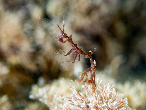 Stegosaur Skeleton Shrimp Paraproto spinosa