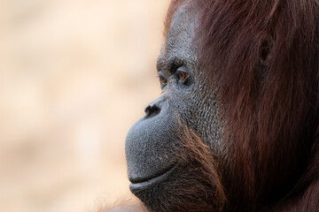 Portarait of a smiling orangutan in a zoo. © naotoshinkai