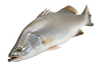 Fototapeta premium Fresh barramundi fish isolated on transparent background, a popular seafood choice known for its mild flavor and firm texture, perfect for grilling or baking