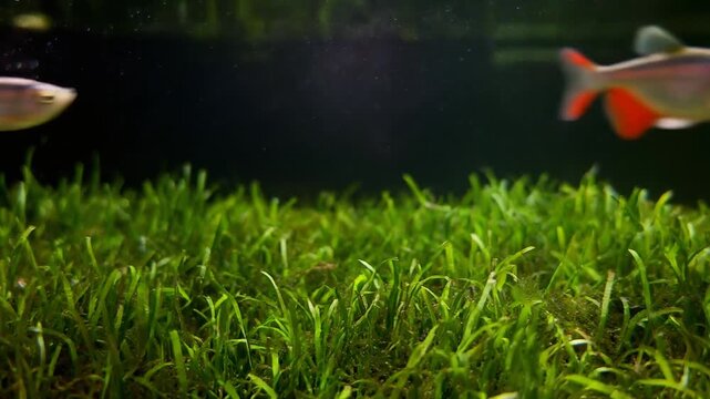 A solitary neon tetra fish swims gracefully above a lush carpet of vibrant green aquatic plants in a beautifully aquascaped aquarium environment.