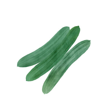 きゅうりの水彩イラスト 3本の丸ごとの実 夏野菜の食材
(Watercolor illustration of three whole cucumbers, fresh summer vegetable)