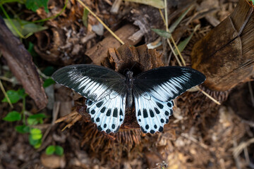 The Blue Mormon (Papilio polymnestor) is a large, striking swallowtail butterfly endemic to India and Sri Lanka, recognized as the state butterfly of Maharashtra © karthick