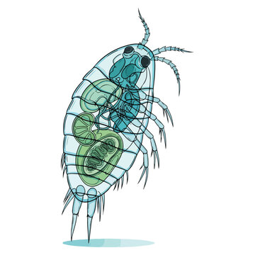 copepod marine plankton anatomical diagram vector illustration