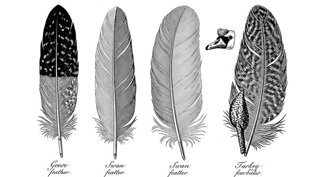 Detailed Scientific Illustrations of Various Bird Feathers Including Goose, Swan, and Turkey Species with a Swan Head Drawing