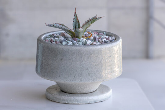 Agave palmeri 'Kutsugen no Maiogi', a Japanese cultivar with blue-green leaves and red teeth, in a ceramic container 