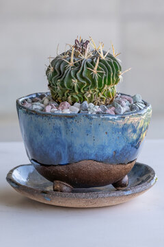 Stenocactus crispatus, a cactus with a unique rippled body and blueish tone, in a blue and brown ceramic pot