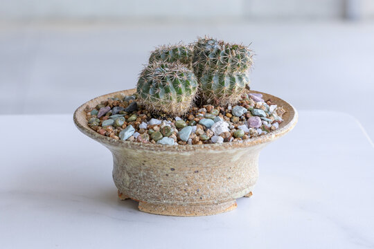 Parodia erinacea, a small barrel shaped cactus in a clay pot