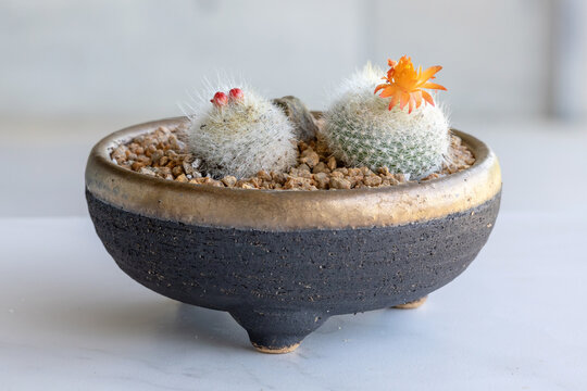 Parodia heselbergii, a small fluffy cactus in a ceramic pot with complementary tones