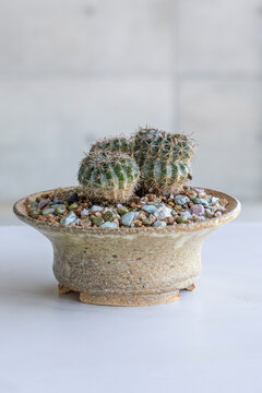 Parodia erinacea, a small barrel shaped cactus in a clay pot