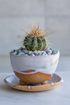 Melocactus neryi, a spiny cactus, in a ceramic pot with complementary tones