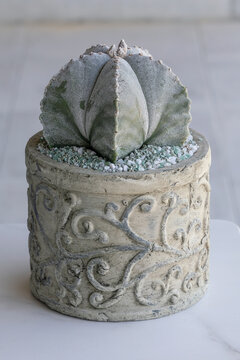 Astrophytum myriostigma, a variety of cactus, often called the Bishop's Cap cactus, in a ceramic pot