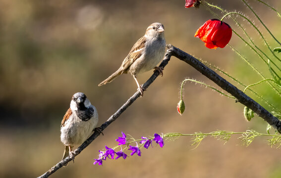 House sparrow (Passer domesticus) in a natural habitat
