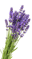 Fototapeta premium Fresh Purple Lavender Flowers Bouquet Isolated on Transparent Background
