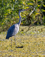 Fototapeta premium Grey Heron (Ardea cinerea) in natural habitat