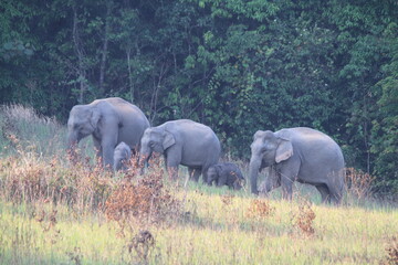 Peaceful Moment with a Wild Elephant Family in the Meadow © Thani
