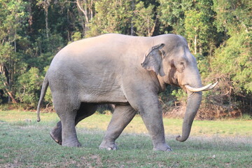 Obraz premium Majestic Tusker: Dominant Male Elephant in the Wild